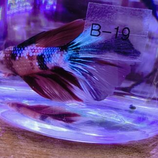 Stunning Bettas - Koi Tangerine (Males) – Unique "Living Art" | Fish R Us