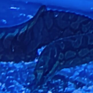 Impressive Tire Track Eel – Premium Zig-Zag Spiny Eel | Fish R Us