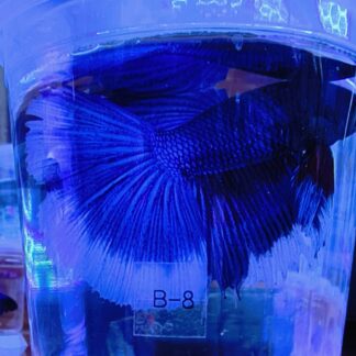 Glorious Super Delta Show Bettas – Premium Male Designer Fighting Fish | Fish R Us