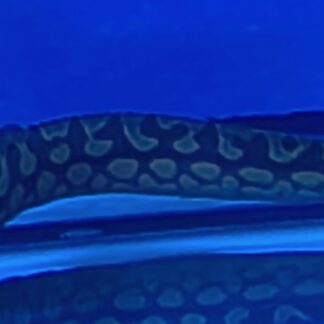 Tire Track Eel
