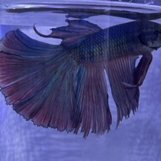 Super Delta Show Bettas – Premium Male Designer Fish | Fish R Us