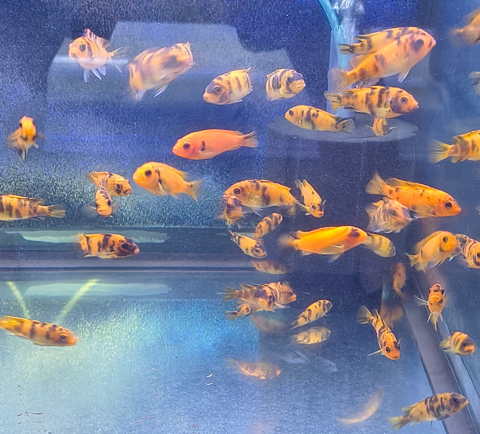 PS Red OB Zebra Cichlid – Premium Marbled "Orange Blotched" Mbuna | Fish R Us - Image 7