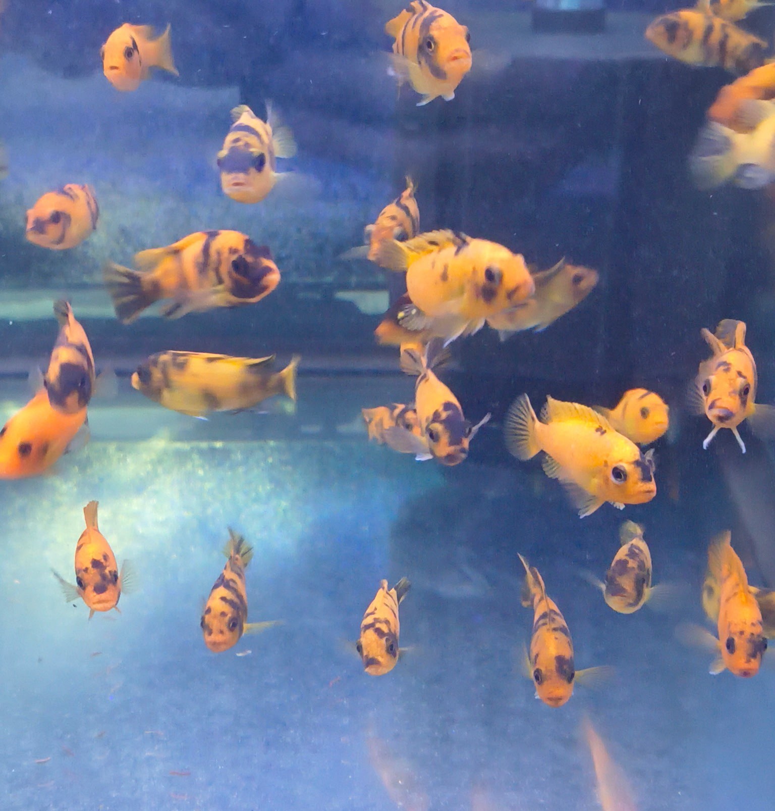 PS Red OB Zebra Cichlid – Premium Marbled "Orange Blotched" Mbuna | Fish R Us - Image 6