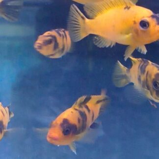 PS Red OB Zebra Cichlid – Premium Marbled "Orange Blotched" Mbuna | Fish R Us