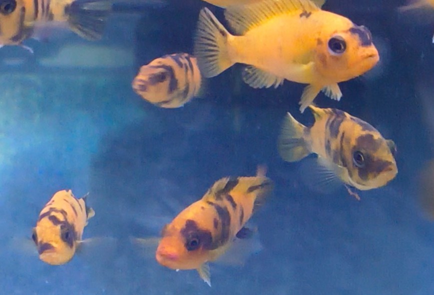PS Red OB Zebra Cichlid – Premium Marbled "Orange Blotched" Mbuna | Fish R Us