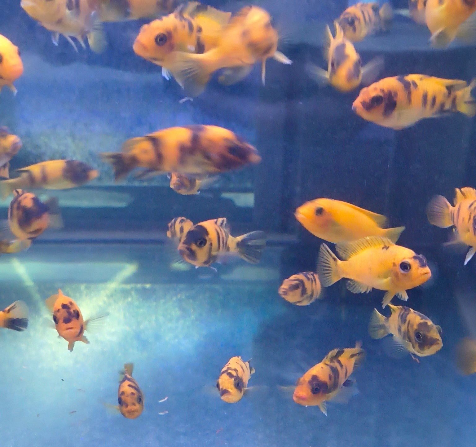 PS Red OB Zebra Cichlid – Premium Marbled "Orange Blotched" Mbuna | Fish R Us - Image 4