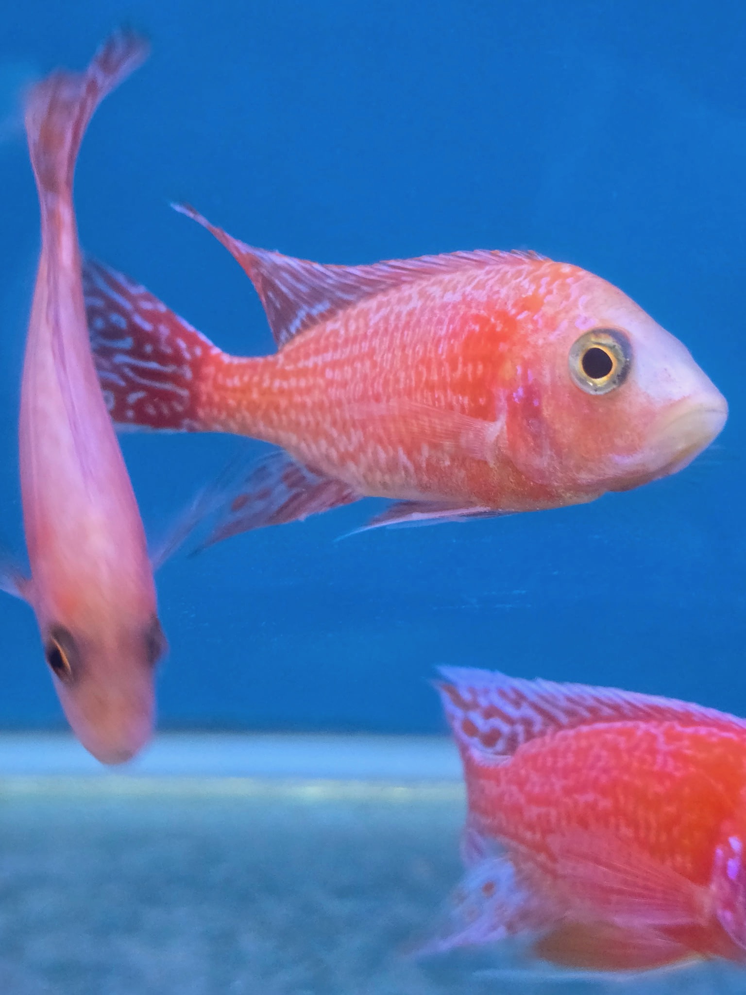 Majestic Dragon Blood Peacock Cichlids – Premium Fire-Orange African Cichlid | Fish R Us - Image 4