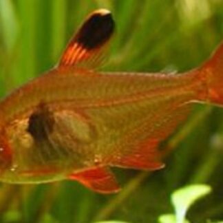 Translucent Red Phantom Tetra with high dorsal fin in a planted tank from Fish R Us