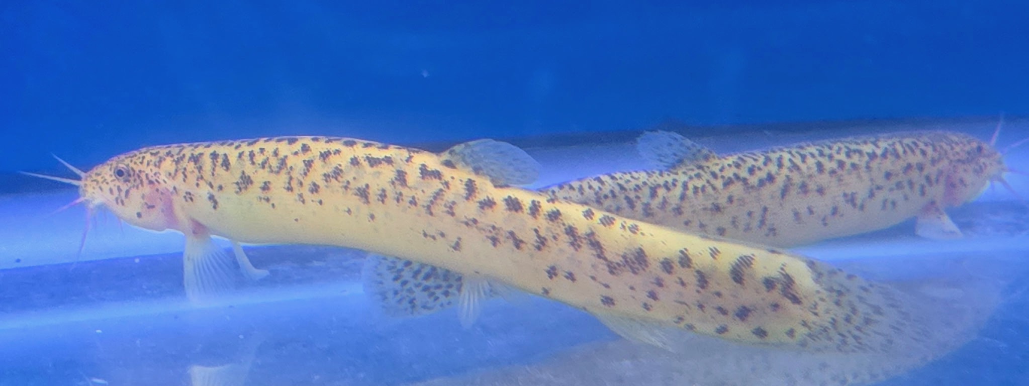 Enchanting Golden Leopard Dojo Loach – Rare Spotted "Weather Loach" | Fish R Us - Image 2