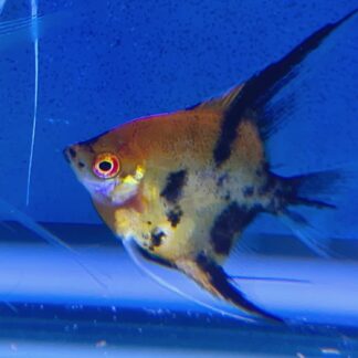 Red Devil Angels – Premium Designer Strain | Fish R Us
