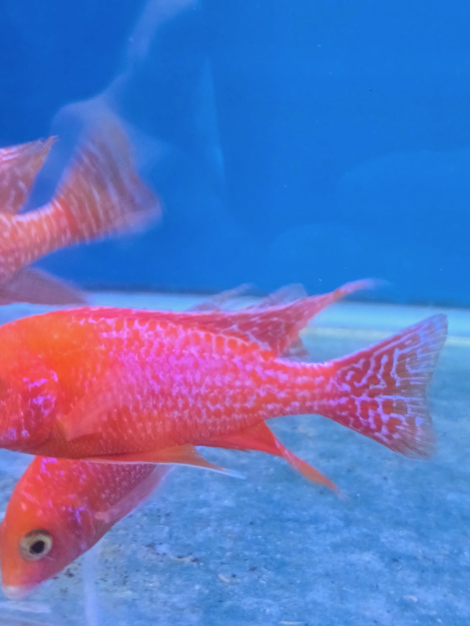 Majestic Dragon Blood Peacock Cichlids – Premium Fire-Orange African Cichlid | Fish R Us - Image 5