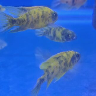 Luminous Golden OB Peacock Cichlid – Premium Marbled African Cichlid | Fish R Us
