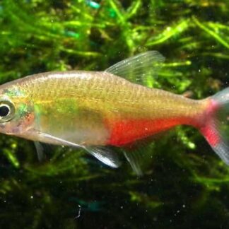 Captivating Green Fire Tetra | Rare Metallic & Crimson Glow | Fish R Us