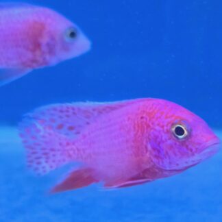 Majestic Dragon Blood Peacock Cichlids – Premium Fire-Orange African Cichlid | Fish R Us