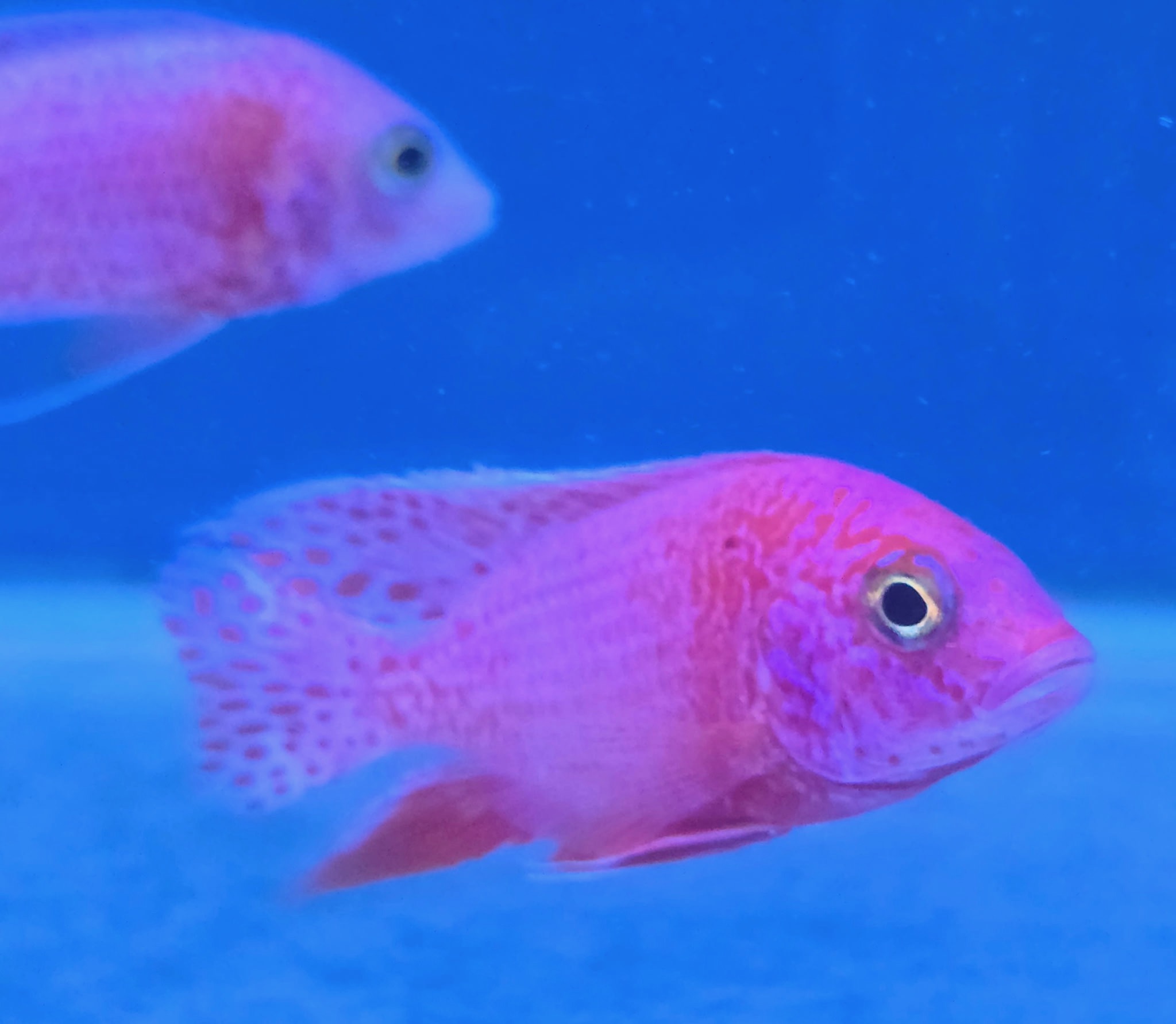 Majestic Dragon Blood Peacock Cichlids – Premium Fire-Orange African Cichlid | Fish R Us