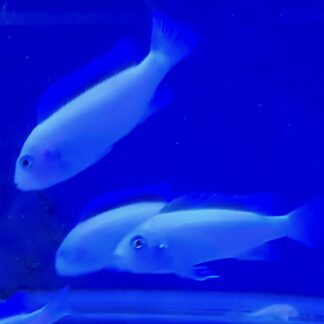 PS Pearl Zebra Cichlid – Premium "Electric Blue" Cobalt Mbuna | Fish R Us