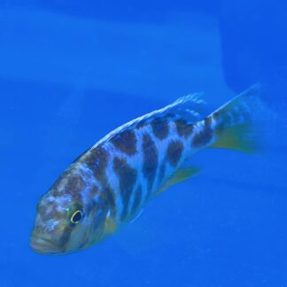 Male Hap Venustus cichlid with a blue face and yellow giraffe-spotted body pattern - Fish R Us