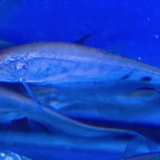 Oddball Fish