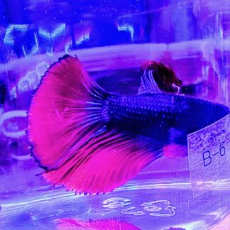 Bettas