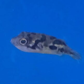 Pea Puffer