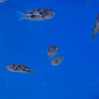 Charming Pea Puffer – Rare Freshwater Dwarf "Helicopter" Puffer | Fish R Us