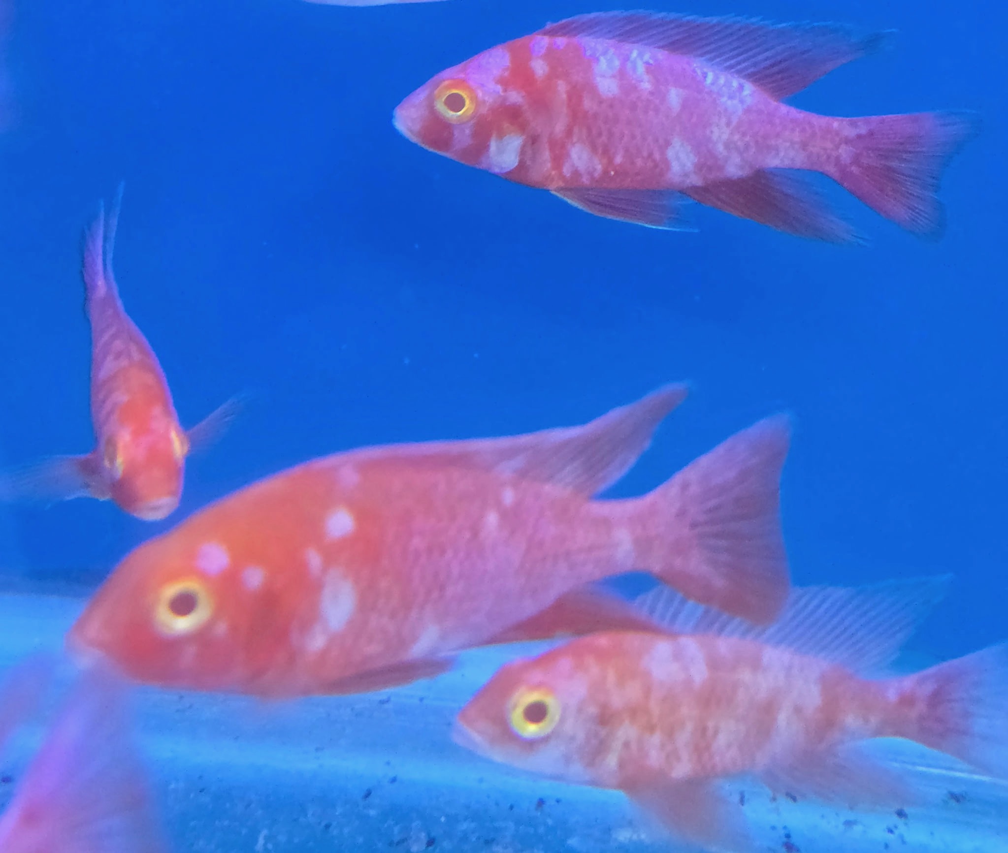 Graphic Albino Super Red OB Peacock Cichlids – Rare Marbled "Lava" African Cichlid | Fish R Us - Image 3