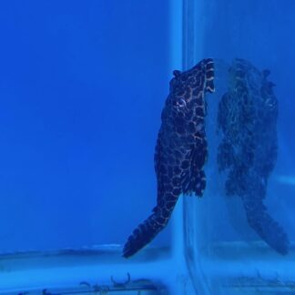 Plecos