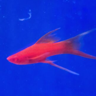 Deep red Double Red Eye Lyretail Swordtail with long flowing fins in a tank from Fish R Us