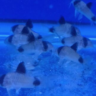 Impressive Jumbo Panda Cory Catfish – Premium Large "Panda Mask" Scavenger | Fish R Us