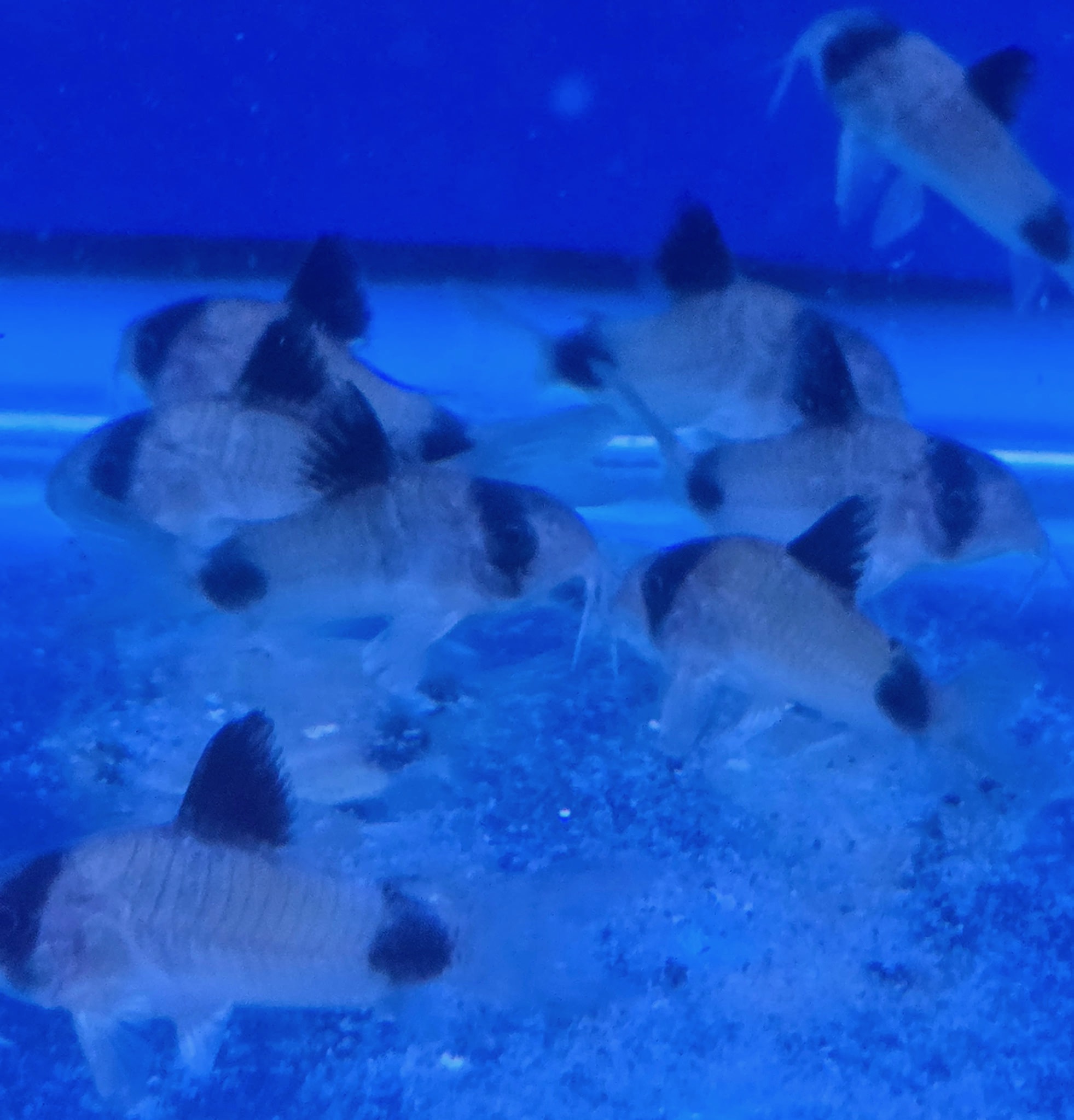 Impressive Jumbo Panda Cory Catfish – Premium Large "Panda Mask" Scavenger | Fish R Us