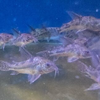 Jumbo Paleatus Cory Catfish for sale