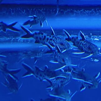 Premium Synodontis Petricola – Distinguished Pygmy Leopard Catfish | Fish R Us