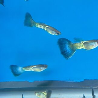 Blue Sapphire Male Guppies – Premium Metallic Cobalt Show Strain | Fish R Us