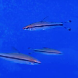 Elegant Roseline Sharks (Denison Barb) – Premium Red-Line Torpedo | Fish R Us