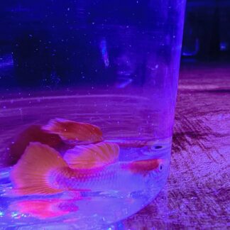 Exquisite Red Moon Male Show Guppies – Elite Exhibition Grade Fancy | Fish R Us
