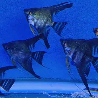 Black Angels Select – Premium Solid Midnight Variety | Fish R Us
