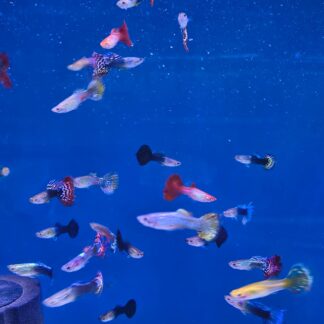 Premier Jumbo Guppies (Assorted Males) – Extra Large Fancy Neon Mix | Fish R Us