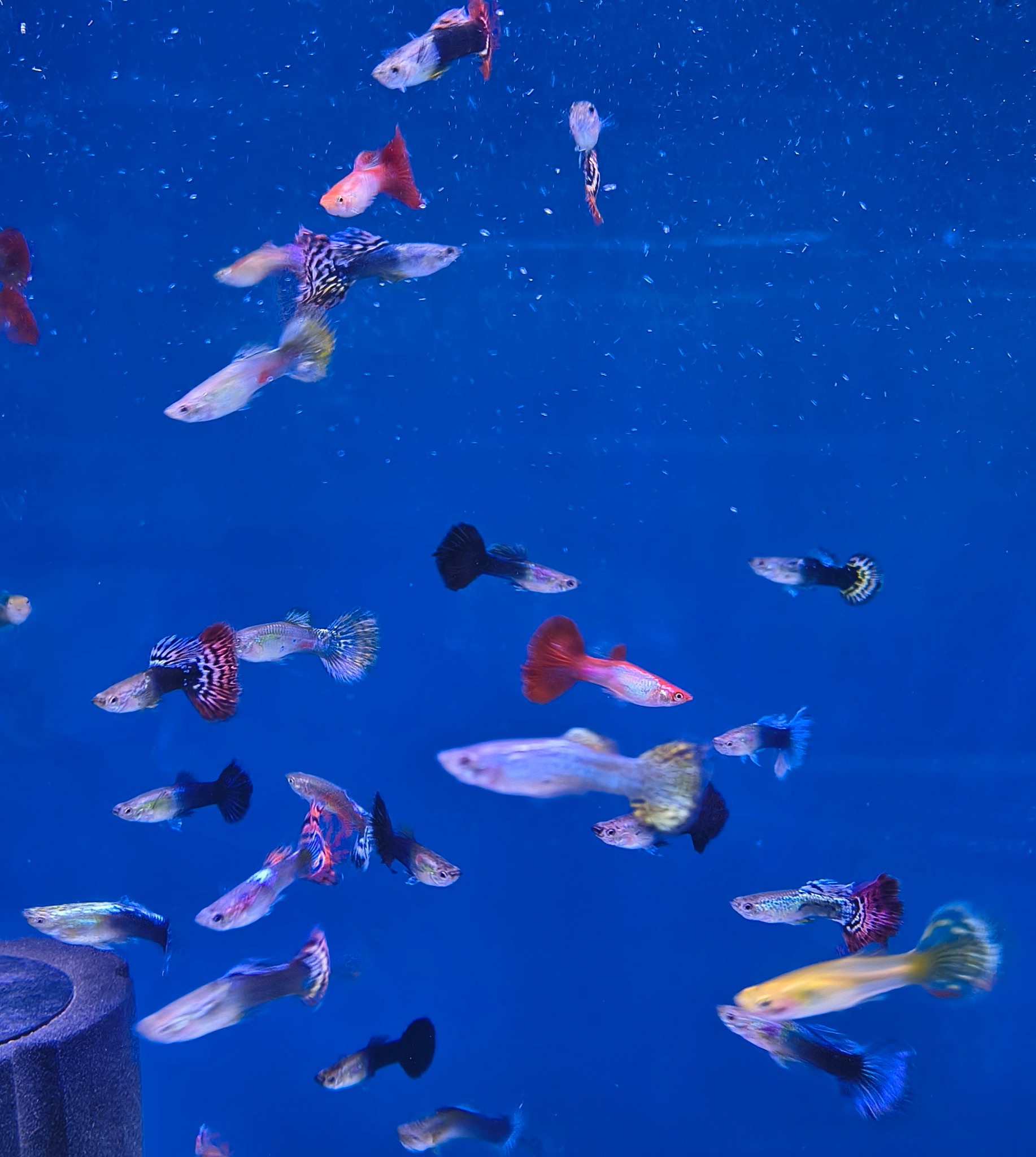 Premier Jumbo Guppies (Assorted Males) – Extra Large Fancy Neon Mix | Fish R Us