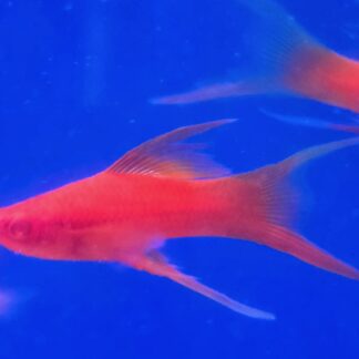 Swordtail