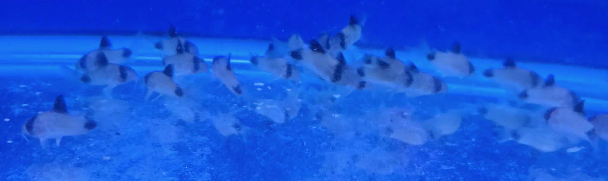 Impressive Jumbo Panda Cory Catfish – Premium Large "Panda Mask" Scavenger | Fish R Us - Image 2