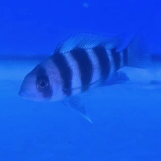 Majestic Burundi Frontosa – Premium Six-Bar African Cichlid | Fish R Us