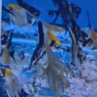Breathtaking Premium Angels (Assorted) - High-End Variety Mix | Fish R Us