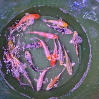 Sensational Standard Fin Koi 2-2.5 inch | Vibrant Starter Mix | Fish R Us