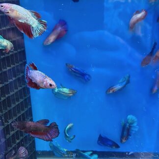 Jumbo Female Bettas – Premium Mixed Colors & Extra Large Grade | Fish R Us