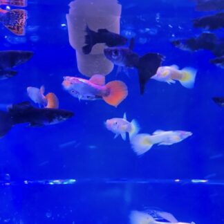 Guppies