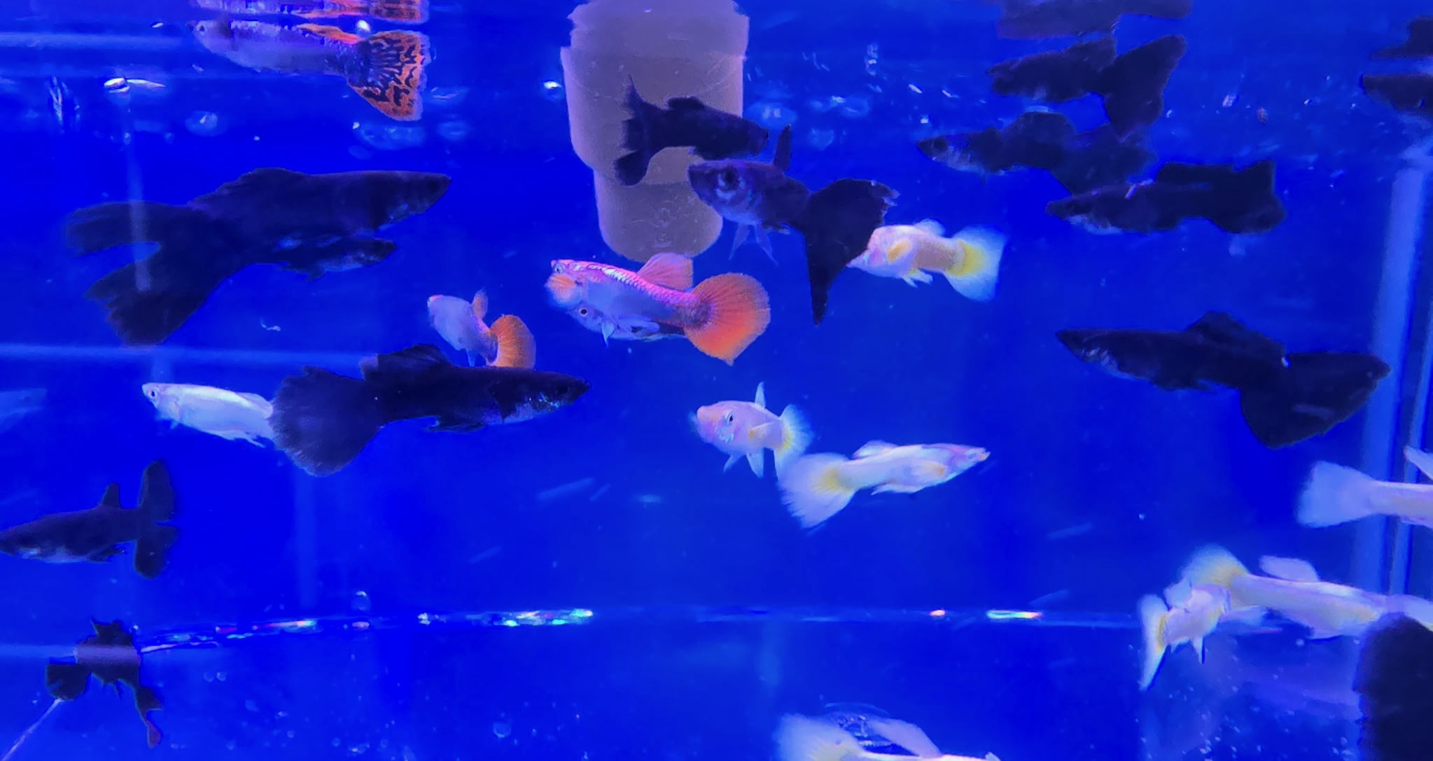 Spectacular Dumbo Ear Guppies (Assorted) – Premium Elephant Ear Fancy Mix | Fish R Us - Image 2