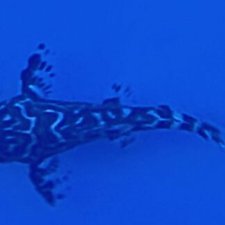 Synodontis