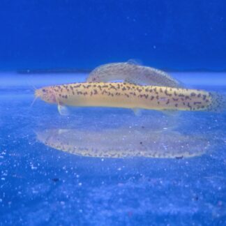 Enchanting Golden Leopard Dojo Loach – Rare Spotted "Weather Loach" | Fish R Us
