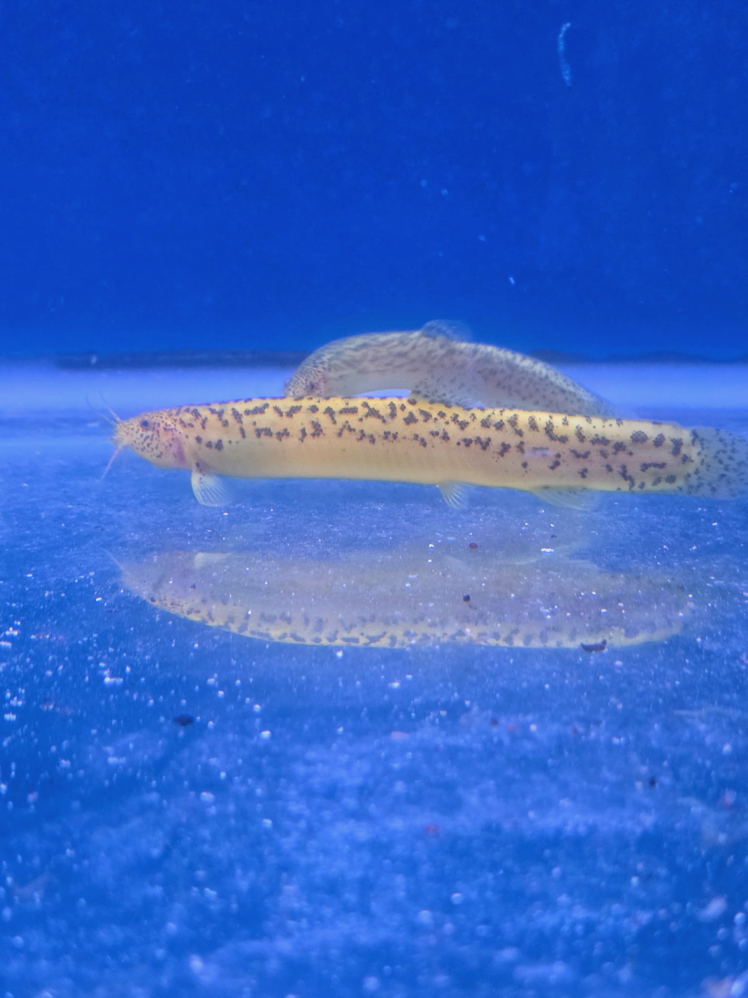 Enchanting Golden Leopard Dojo Loach – Rare Spotted "Weather Loach" | Fish R Us