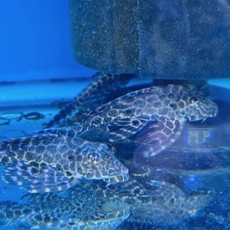 Catfish & Plecos